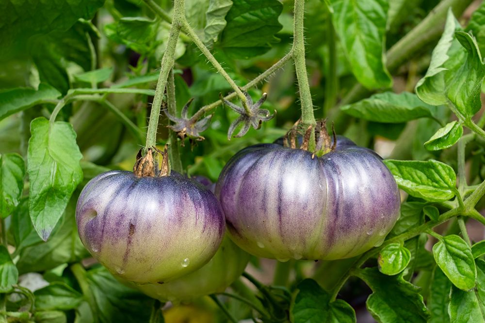 Bellevue, Washington State, USA. Blue Beauty tomatoes on the vine.